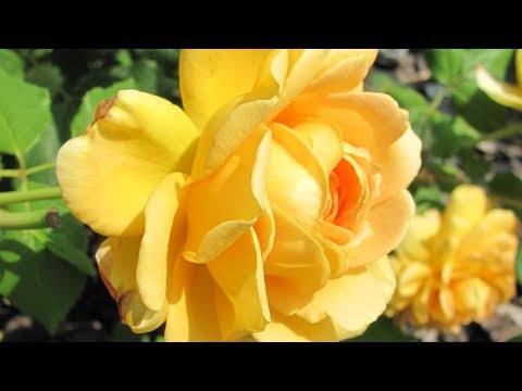 Видео: Обрезка роз в июле: плетистые, почвопокровные, чайно-гибридные