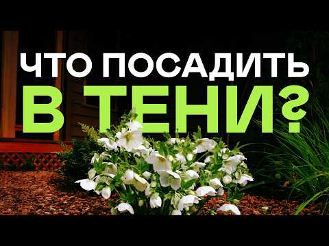 Видео: 23 Кустарника Для Самых Тёмных Уголков Сада