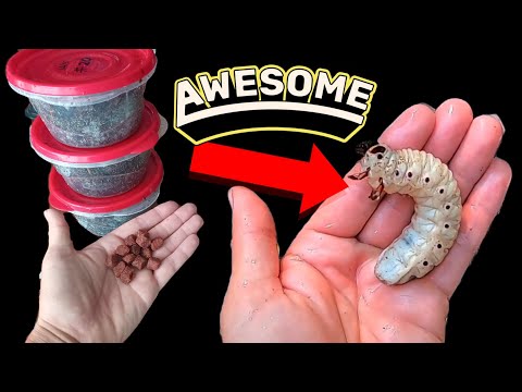 Видео: Уход за личинками жуков-гигантов! Кормление и содержание для счастливых гигантов!