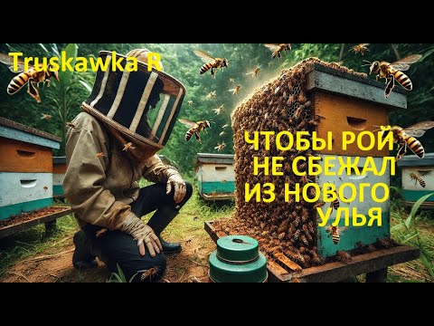 Видео: #Пчёлы. Как правильно посадить пойманый рой в новый улей. Чтобы он не сбежал.