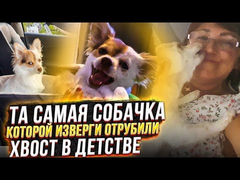 Видео: Как поживает Нюша (Чуня) у тети в Германии. та самая собачка, которой соседи отрубили хвост🙊