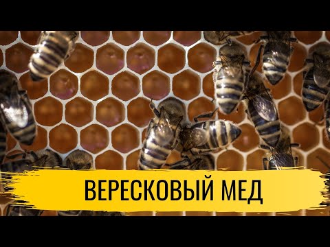 Видео: Мед. Вересковый мед