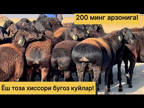Видео: Тоза хиссори бугоз куйлар! Шошилинг! 990886400☎️ 951739935☎️ 970703036☎️
