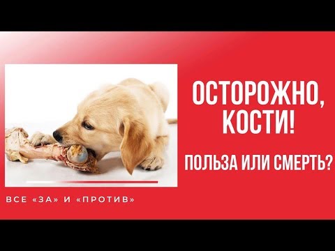 Видео: ОСТОРОЖНО, кости ! Кости для собак: все «за» и «против».  Опасны ли кости?  Как давать кости собаке