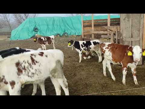 Видео: Телята на подсосе, наш эксперимент 4 теленка на корову.