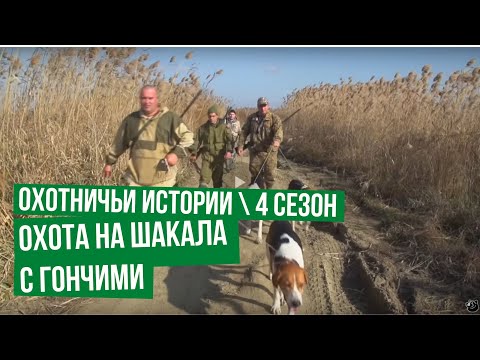 Видео: Охота на шакала с гончими \ Охотничьи истории \ Сезон 4