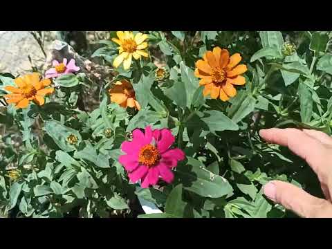 Видео: В цветната градина на Цвети-24.06.25 г.