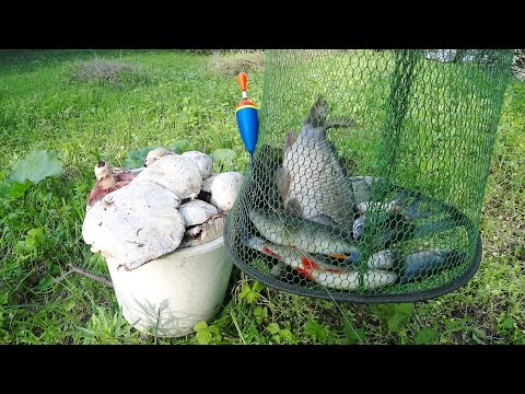 Видео: ПОНЮХАЛ ГРИБОЧЕК, УТАЩИЛО ПОПЛАВОЧЕК. МИНИ РЕКА. Рыбалка на поплавочную удочку. Сбор грибов.