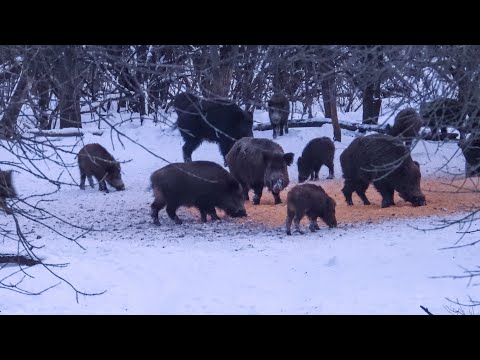 Видео: Охота на кабана 2023