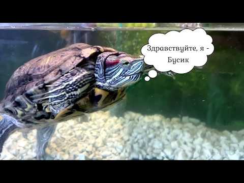 Видео: Как гладить черепаху и приручить ее