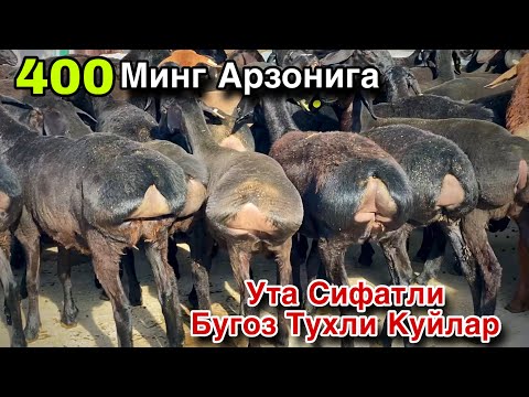 Видео: Сифати Нархидан Зур Тухли Бугоз Куйлар Келди! 