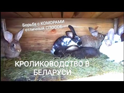 Видео: РАБОЧИЙ способ борьбы с КОМАРАМИ///ПРОВЕРЕННО на КРОЛИКАХ!!!