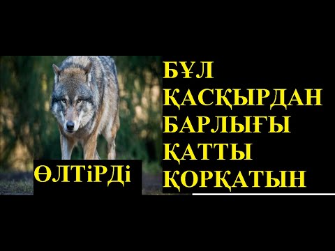 Видео: АЙЛАСЫ АДАМДАРДАН АСЫП ТҮСКЕН АТАҚТЫ ҚАСҚЫР