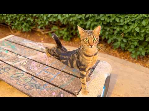 Видео: Вечерняя прогулка по аллее Лимассола: спорт, кошки и природа #walkingtour #travel