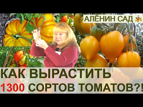 Видео: ВСЕ СЕКРЕТЫ КОЛЛЕКЦИОНЕРА 1300 СОРТОВ ТОМАТОВ ЛЮДМИЛЫ КОДЗАСОВОЙ. КЛУБ "TOMATS", РИГА, ЛАТВИЯ