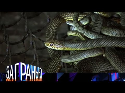 Видео: За гранью 2025 | «Подложили змей »  Full HD