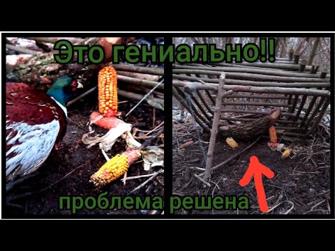 Видео: БОЛЬШЕ НИКАКИХ ОСЕЧЕК!! ФАЗАН ПОЙМАН! Самый эффективный механизм.