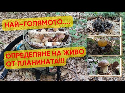 Видео: Самое большое определение живых грибов с горы!!! 30 видов дикорастущих грибов из Родопа.