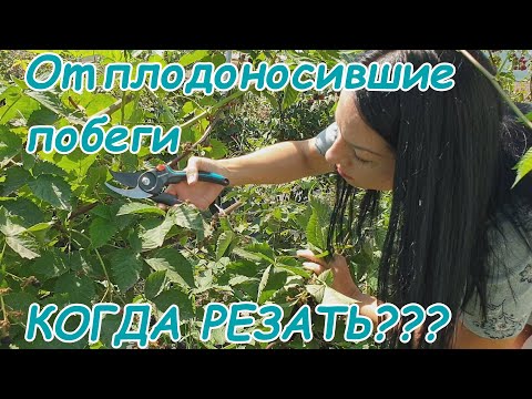 Видео: Когда резать отплодоносившие побеги???