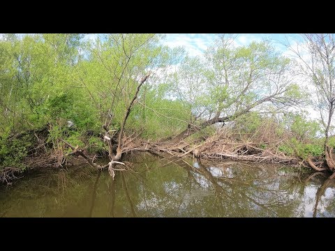 Видео: РЫБАЛКА В КАМЫШАХ НА ВОБЛЕР. Щука в малой реке. Карась здесь не выживет. Атака щуки.