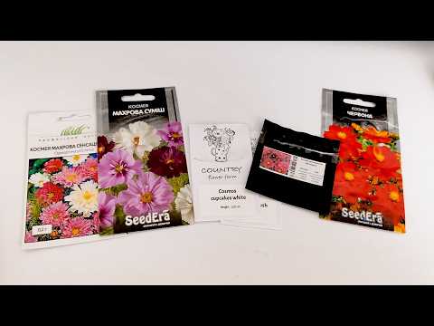 Видео: Космея. Новий погляд на звичайну квітку. Моя колекція