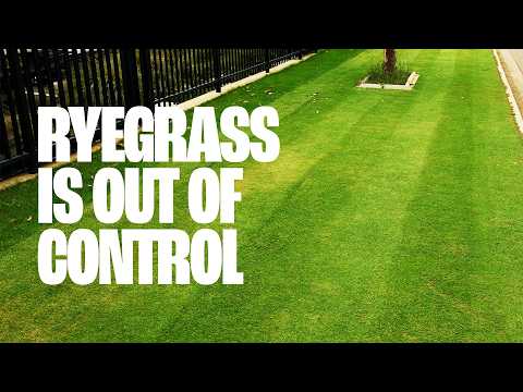 Видео: РАЙГРАС ВЫШЕЛ ИЗ-ПОД КОНТРОЛЯ