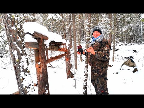 Видео: МАЖЕМ КАПКАНЫ ВАРЕНЬЕМ.ЭКСПЕРИМЕНТЫ  С СОБОЛЕМ. ПРОВЕРЯЕМ ПУТИКИ.