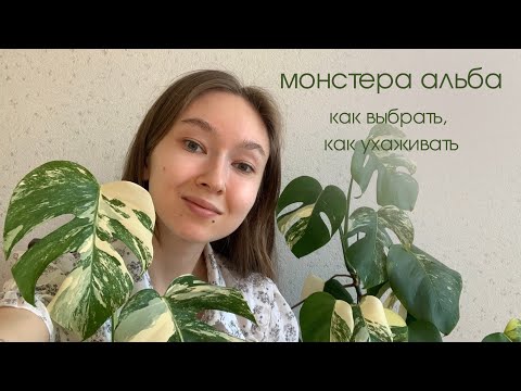 Видео: Монстера альба как сохранить вариегатность? Говорим о мифах, уходе и выборе