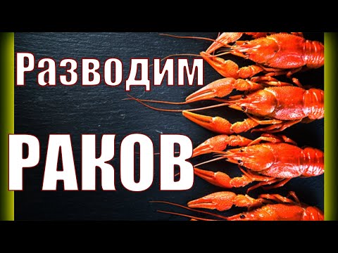 Видео: Что нужно для выращивания раков?