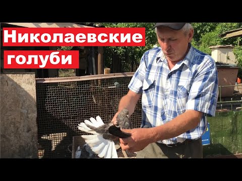 Видео: Николаевские голуби. Заехали в гости к Комаренко Сергею Александровичу.