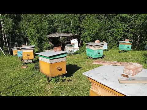 Видео: Охрана  пасеки  ( фотоловушки ).