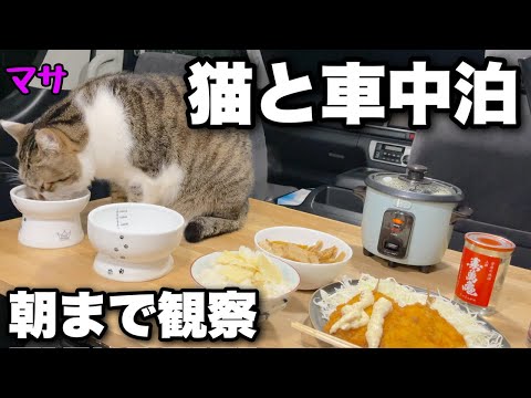 Видео: 【Автомобильный кемпинг с кошкой】Я заметил кошку, спящую в машине до утра...
