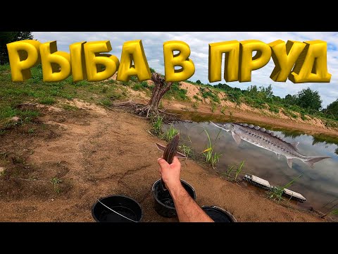 Видео: ЗАПУСКАЮ РЫБУ В ПРУД ! ОСЕТРОВЫЕ !  [Жизнь в деревне]