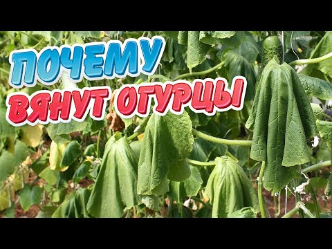 Видео: Почему вянут огурцы?