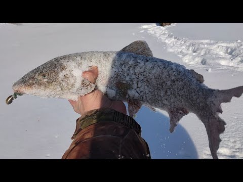 Видео: Ловля Сибирского лосося в феврале 2025