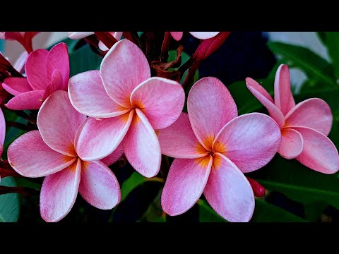 Видео: #Плюмерия,#франжипани-разнообразная окраска и нежнейший аромат.#Ашдод.#Израиль.