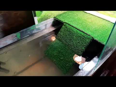 Видео: Правильное содержание черепах. Остров.