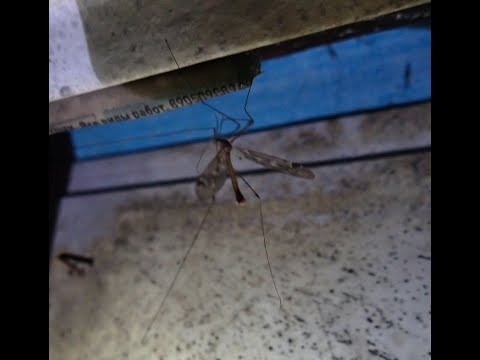 Видео: 2024.09.23. Норильская лесотундра. Комар долгоножка встретился!