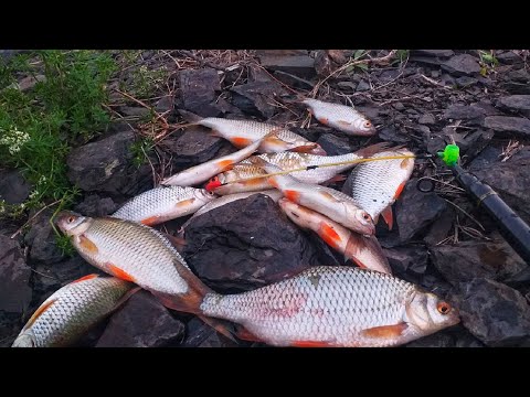 Видео: Рыбалка на крупную плотву | сорогу | Ловля ПЛОТВЫ на БОКОВОЙ КИВОК