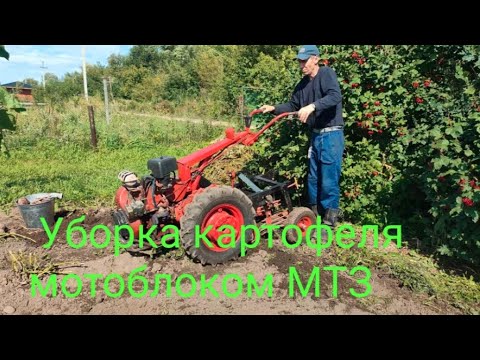 Видео: Уборка урожая картофеля мотоблоком МТЗ-05 и грохотной картофелекопалкой ККМ