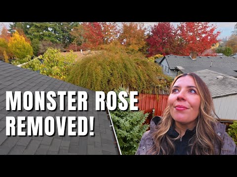 Видео: Выглядело как дерево... Но на самом деле это была роза! + Начинаем новый тайный сад! 🌿🫣🌹