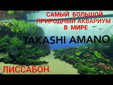 Видео: Лиссабонский природный аквариум TAKASHI AMANO. [Merlin] Altafonte Music Distribution