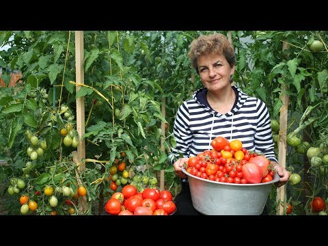 Видео: Хотите хороших урожаев Вам нужен севооборот!