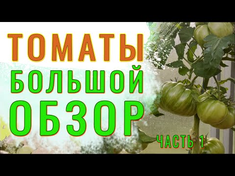 Видео: Обзор сортовых томатов. Выбираем лучших. Часть 1 #томат #помидор #сортатоматов