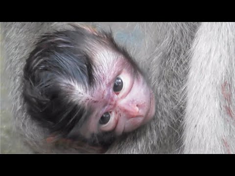 Видео: Молодая мама, которая только что родила милого детеныша обезьянки #TuabangMonkey