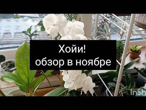 Видео: хойи! обзор в ноябре