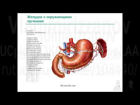 Видео: Лимфатические узлы брюшной полости. Часть 1.  2022 08 10 10 07 42