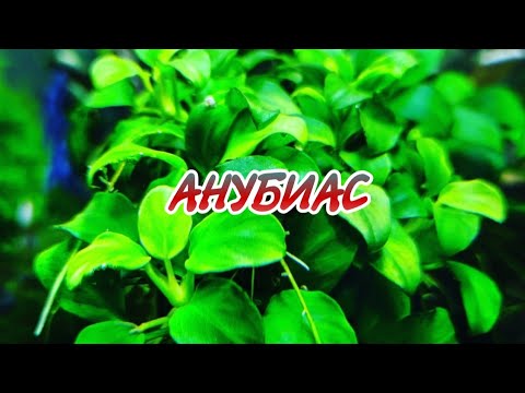Видео: ГЛАВНЫЕ ПРАВИЛА СОДЕРЖАНИЯ АНУБИАСА