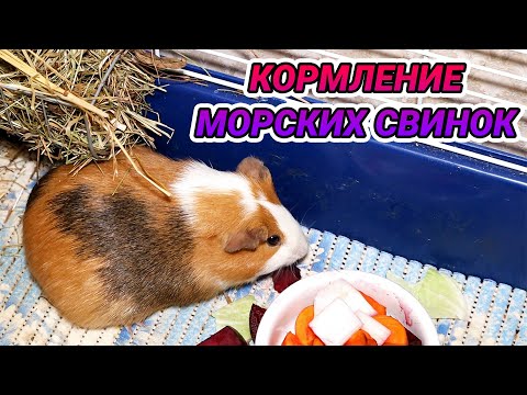 Видео: Кормление морских свинок. Что едят и чем можно кормить морскую свинку?