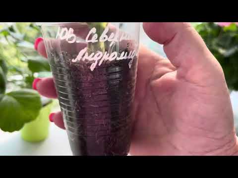 Видео: Очередная посылка с черенками пеларгоний из Новосибирска. Как адаптирую черенки.